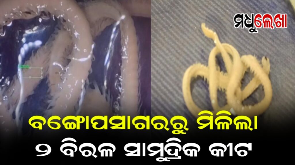 ବଙ୍ଗୋପସାଗରରୁ ମିଳିଲା 2 ବିରଳ ସାମୁଦ୍ରିକ କୀଟ