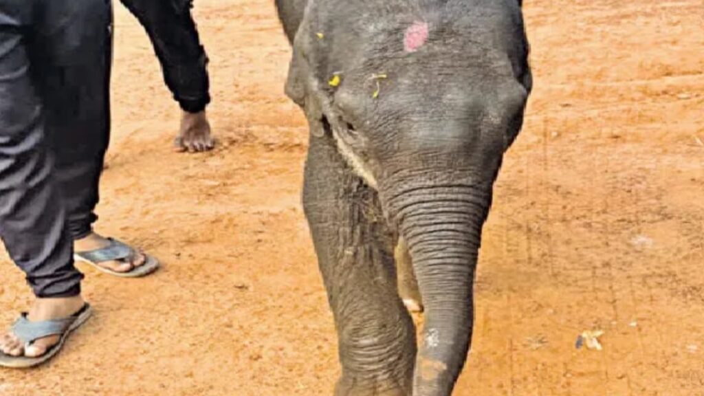 ଚନ୍ଦକା କୁମାରଖୁଣ୍ଟିରେ ଚିକିତ୍ସାଧୀନ ଅବସ୍ଥାରେ ଆଖି ବୁଜିଲା ଶମ୍ଭୁ