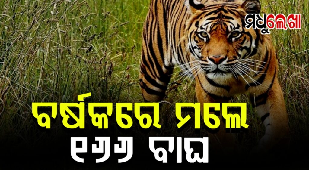 ଆସିଲା ବାଘଙ୍କ ସଂଖ୍ୟାର ରିପୋର୍ଟ । ୨୦୨୫ରେ ୧୬୬ଟି ବାଘଙ୍କର ହୋଇଛି ମୃତ୍ୟୁ