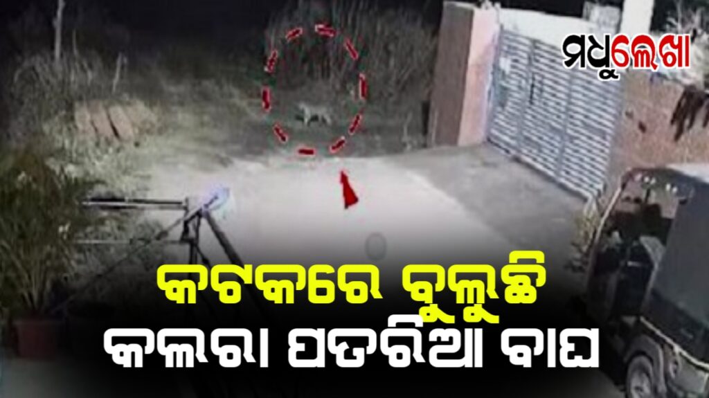 କଟକ ଜଗତପୁର ଅଞ୍ଚଳରେ ବାଘ ଆତଙ୍କ