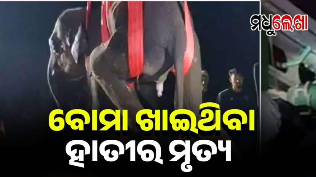 ବୋମା ଖାଇ ଗୁରୁତର ହୋଇଥିବା ହାତୀର ଚିକିତ୍ସାଧୀନ ଅବସ୍ଥାରେ ମୃତ୍ୟୁ