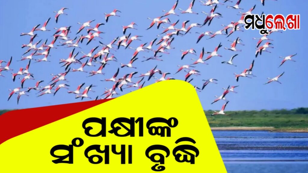 ଭିତରକନିକାରେ ବଢିଲା ବିଦେଶୀ ପକ୍ଷୀ ସଂଖ୍ୟା