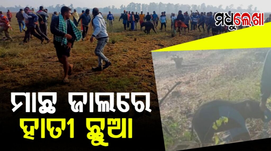 ମାଛ ଜାଲରେ ଫସିଲା ହାତୀଛୁଆ । ୧୨ ଘଣ୍ଟା ପରେ ହେଲା ଉଦ୍ଧାର