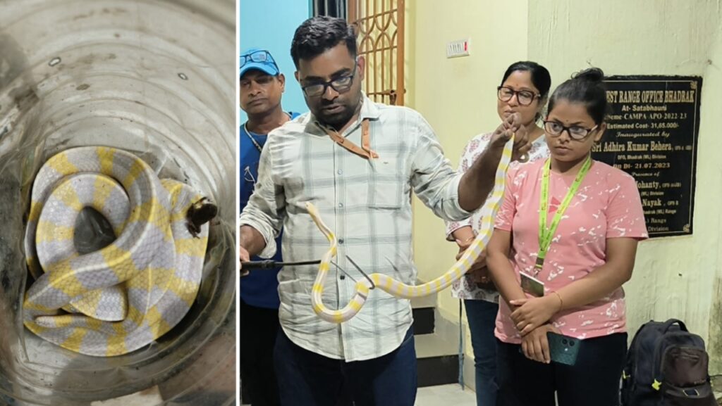 ଭଦ୍ରକରୁ ବିରଳ ଆଲବିନୋ ରଣା ଉଦ୍ଧାର