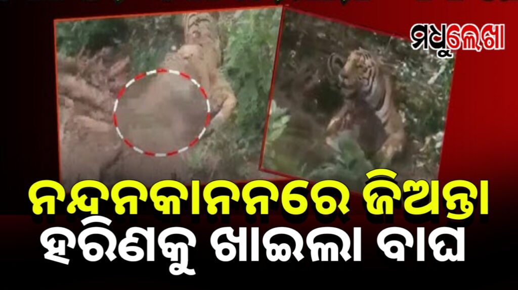 ନନ୍ଦନକାନନରେ ବାଘର ଲାଇଭ୍ ହରିଣ ଶିକାର ! ଜୀଅନ୍ତା ହରିଣକୁ ଖାଇଲା ବାଘ