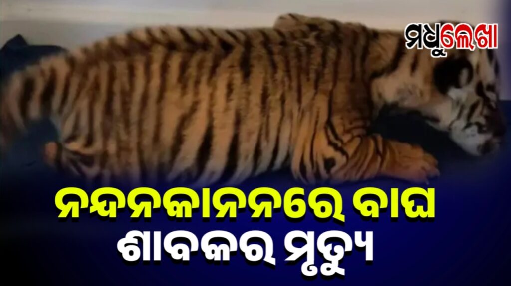 ନନ୍ଦନକାନନରେ ବାଘ ଛୁଆର ମୃତ୍ୟୁ, ବାଘ ସଂଖ୍ୟା ୨୬କୁ ଖସିଲା